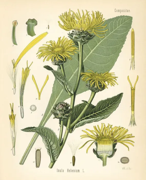 Framed Print : Elecampane or horseheal, Inula helenium Framed Print : Elecampane or horseheal, Inula helenium