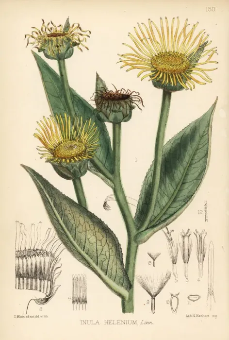 Framed Print : Elecampane, Inula helenium Framed Print : Elecampane, Inula helenium