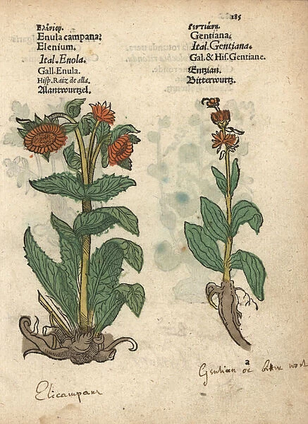 Elecampane, Inula helenium, and gentian species