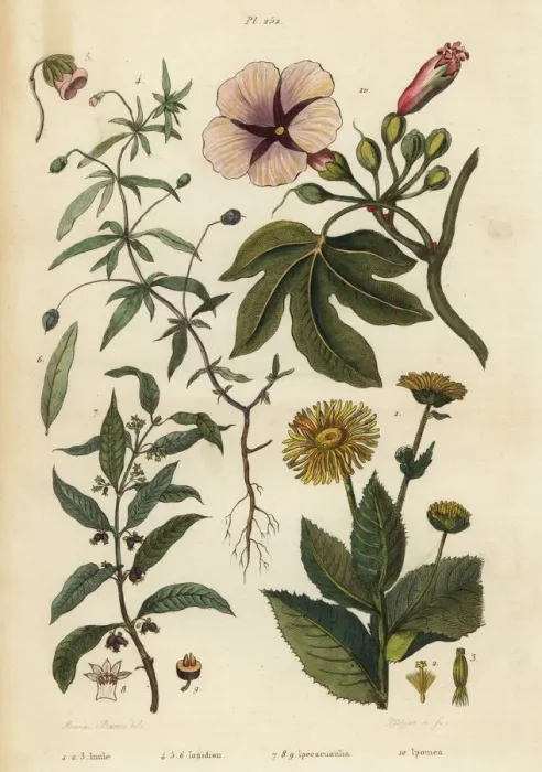 Framed Print : Elecampane, violet, ipecacuanha and ipomoea Framed Print : Elecampane, violet, ipecacuanha and ipomoea