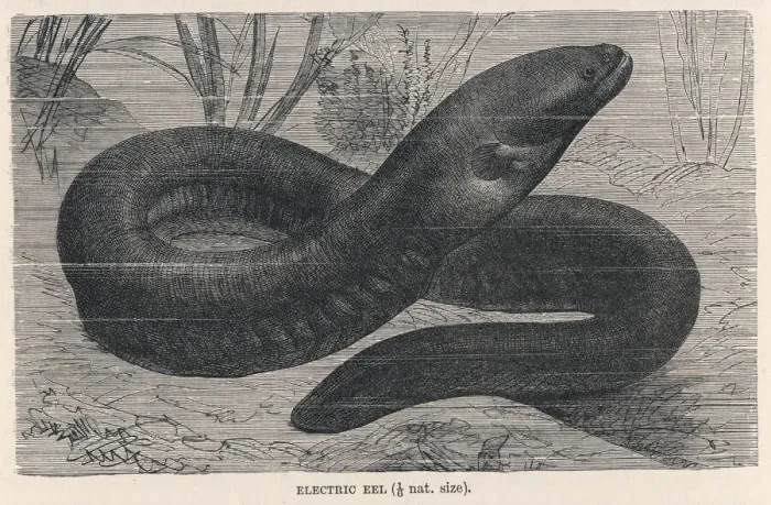 Framed Print : Electric eel Framed Print : Electric eel