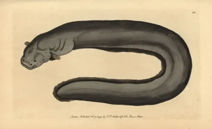 Framed Print : Electric eel, Electrophorus electricus Framed Print : Electric eel, Electrophorus electricus