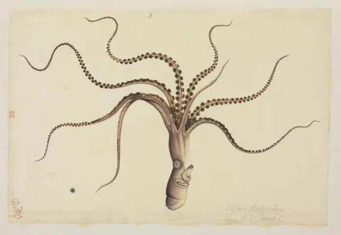 Framed Print : Eledone cirrhosa, Curled Octopus Framed Print : Eledone cirrhosa, Curled Octopus