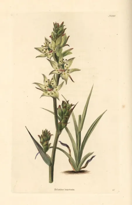 Framed Print : Elegant camas, Anticlea elegans Framed Print : Elegant camas, Anticlea elegans