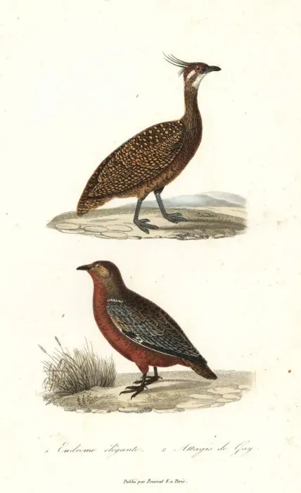 Framed Print : Elegant crested tinamou and rufous-bellied seedsnipe Framed Print : Elegant crested tinamou and rufous-bellied seedsnipe