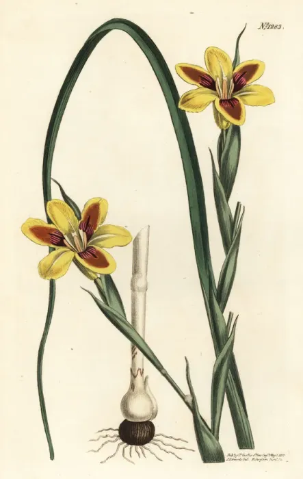 Framed Print : Elegant moraea, Moraea elegans Framed Print : Elegant moraea, Moraea elegans