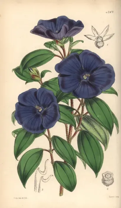 Framed Print : Elegant pleroma, Pleroma elegans Framed Print : Elegant pleroma, Pleroma elegans