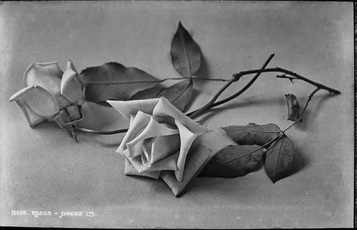 Framed Print : Elegant Roses Framed Print : Elegant Roses