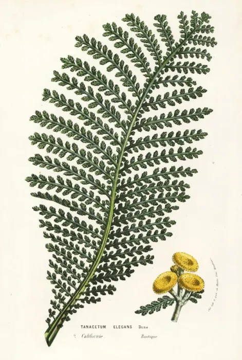 Framed Print : Elegant tansy, Tanacetum elegans Framed Print : Elegant tansy, Tanacetum elegans