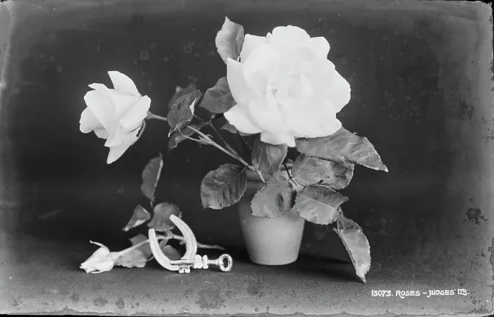 Framed Print : Elegant White Roses Framed Print : Elegant White Roses