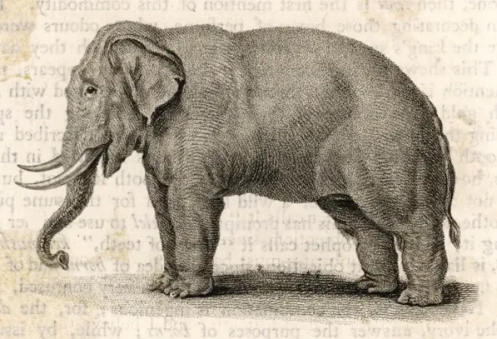 Framed Print : The elephant Framed Print : The elephant