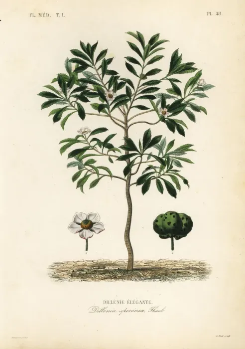 Framed Print : Elephant apple or chulta, Dillenia indica Framed Print : Elephant apple or chulta, Dillenia indica