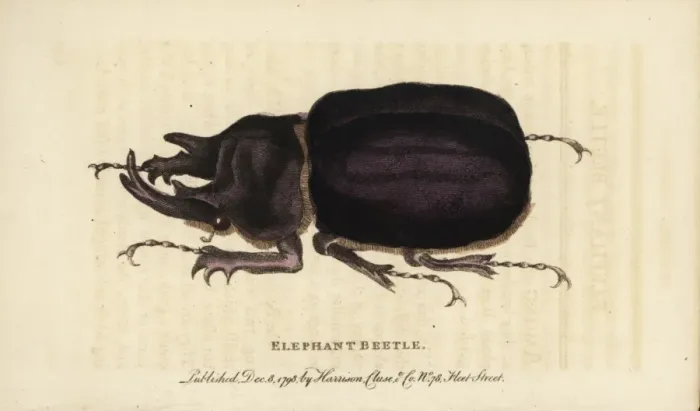 Framed Print : Elephant beetle, Megasoma elephas Framed Print : Elephant beetle, Megasoma elephas