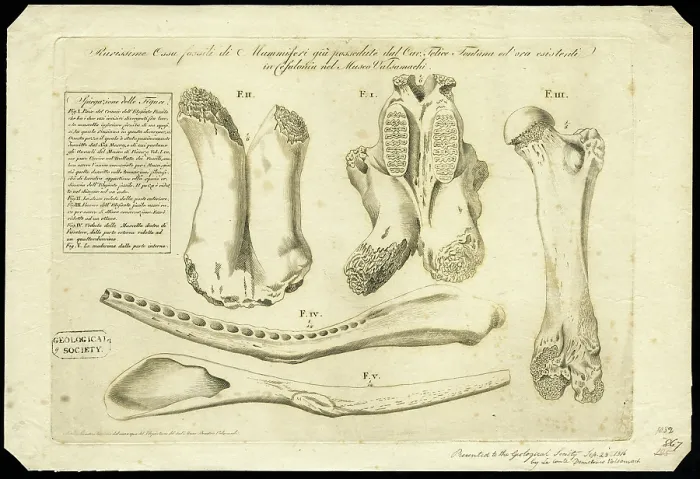 Framed Print : Elephant bones Framed Print : Elephant bones