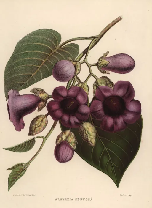 Framed Print : Elephant creeper, Argyreia nervosa Framed Print : Elephant creeper, Argyreia nervosa