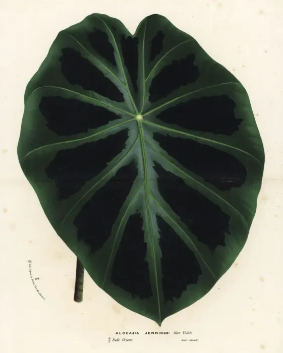 Framed Print : Elephant ear, Colocasia affinis Framed Print : Elephant ear, Colocasia affinis