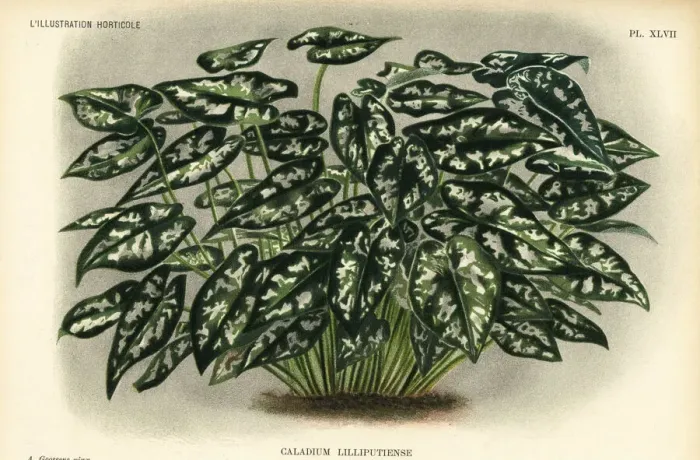 Framed Print : Elephant ear species, Caladium lilliputiense Framed Print : Elephant ear species, Caladium lilliputiense