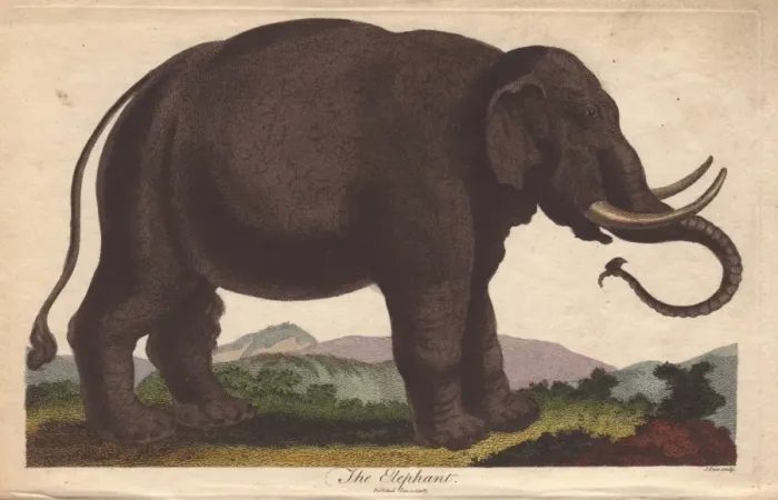 Framed Print : Elephant, Elephas maximus Framed Print : Elephant, Elephas maximus