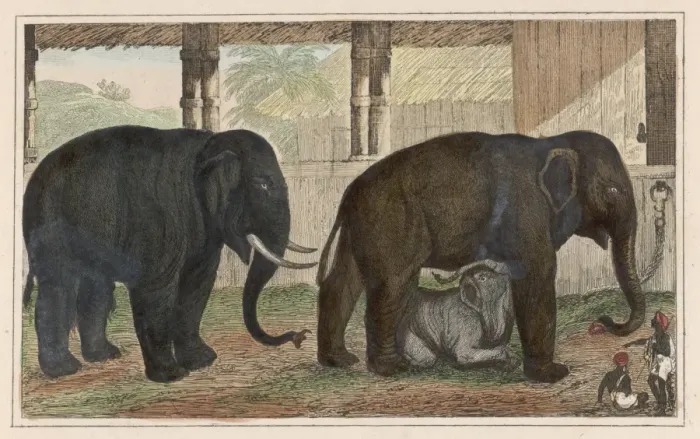 Framed Print : Elephant Family Framed Print : Elephant Family