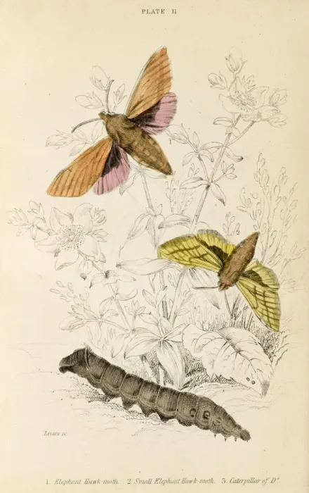 Framed Print : Elephant Hawk Moth Framed Print : Elephant Hawk Moth