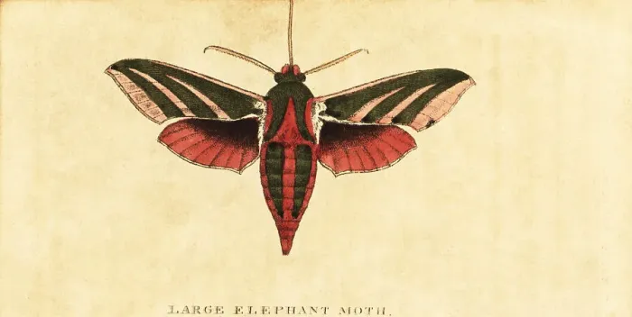 Framed Print : Elephant hawk moth, Deilephila elpenor Framed Print : Elephant hawk moth, Deilephila elpenor