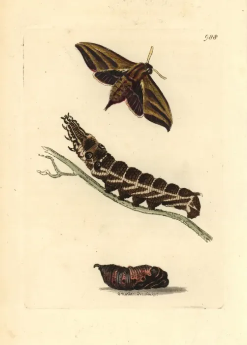 Framed Print : Elephant hawkmoth, Deilephia elpenor Framed Print : Elephant hawkmoth, Deilephia elpenor
