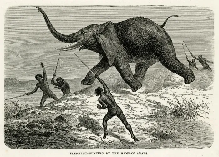 Framed Print : Elephant Hunt Africa Framed Print : Elephant Hunt Africa