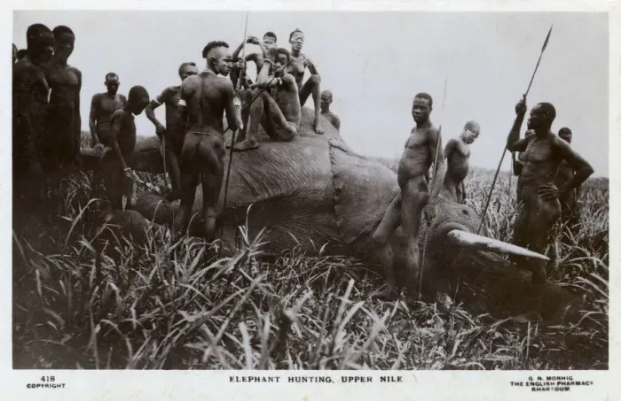 Framed Print : Elephant Hunting, Upper Nile, Sudan, Africa Framed Print : Elephant Hunting, Upper Nile, Sudan, Africa