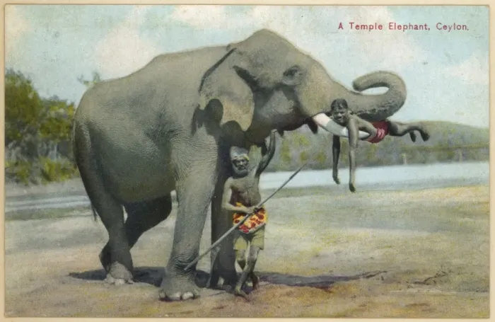 Framed Print : Elephant / Keepers 1930S Framed Print : Elephant / Keepers 1930S