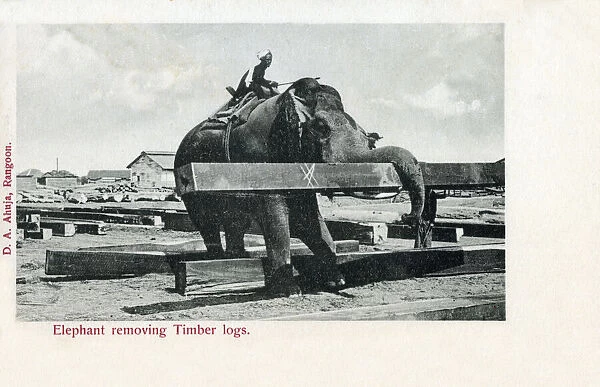 Elephant lifting wooden logs - Rangoon, Burma