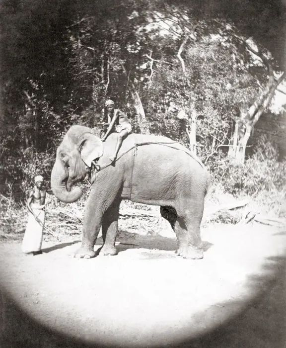 Framed Print : Elephant and mahout, India, c. 1890 s Framed Print : Elephant and mahout, India, c. 1890 s