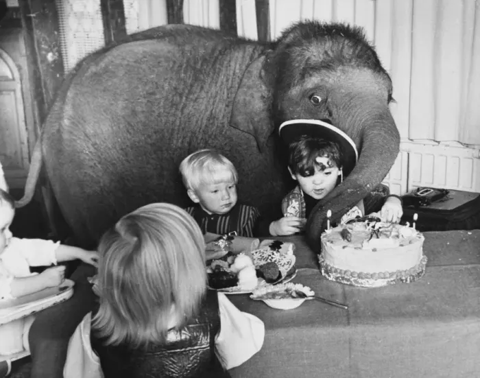 Framed Print : Elephant at a Party Framed Print : Elephant at a Party