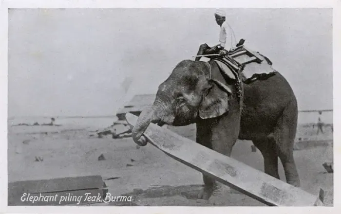 Framed Print : Elephant piling Teak - Myanmar Framed Print : Elephant piling Teak - Myanmar