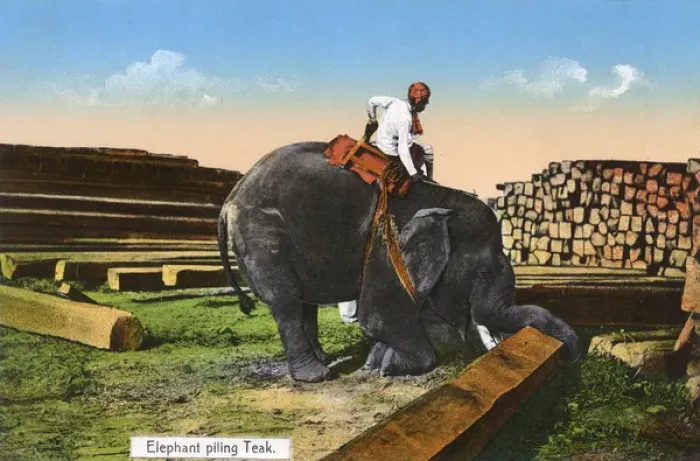 Framed Print : Elephant piling Teak - Myanmar Framed Print : Elephant piling Teak - Myanmar