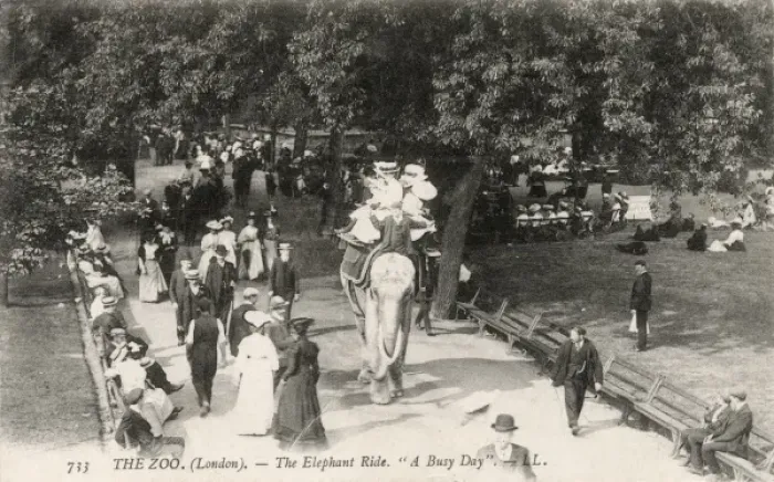Framed Print : Elephant Ride at London Zoo Framed Print : Elephant Ride at London Zoo