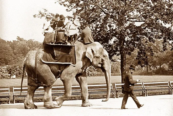 Framed Print : Elephant ride at Regents Park London Zoo Framed Print : Elephant ride at Regents Park London Zoo