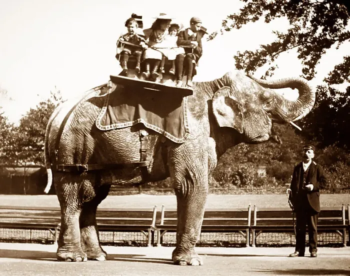 Framed Print : Elephant ride at a zoo Framed Print : Elephant ride at a zoo