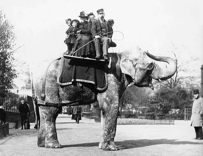 Framed Print : Elephant ride at the Zoo Victorian period