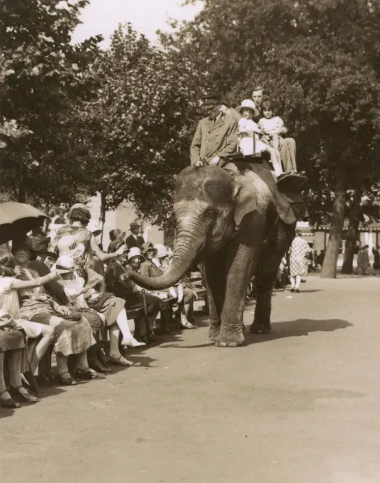 Framed Print : Elephant ride, Zoological Gardens, Regents Park, London Framed Print : Elephant ride, Zoological Gardens, Regents Park, London