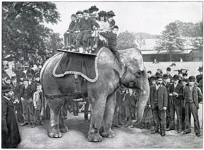 Framed Print : Elephant Rides in Regent's Park Zoo 1900 Framed Print : Elephant Rides in Regent's Park Zoo 1900
