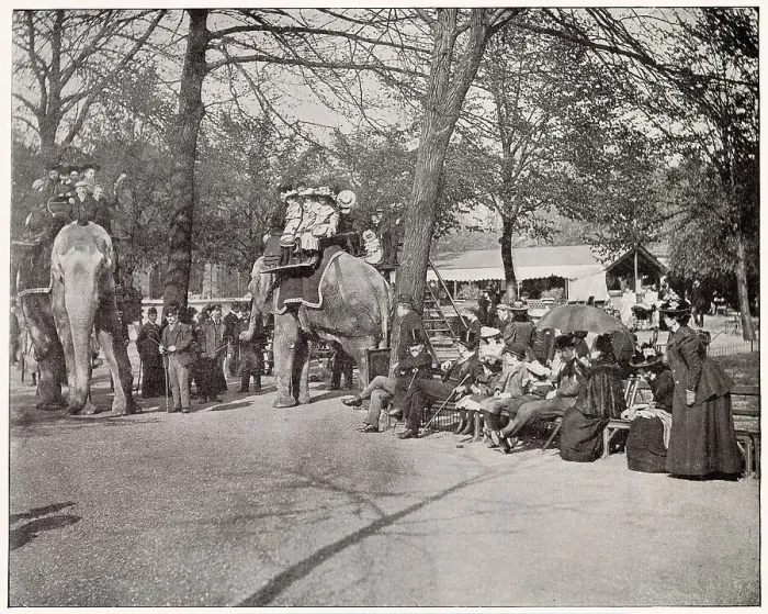 Framed Print : Elephant Rides in Regent's Park Zoo Framed Print : Elephant Rides in Regent's Park Zoo