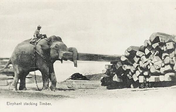 Elephant shifting large pieces of timber