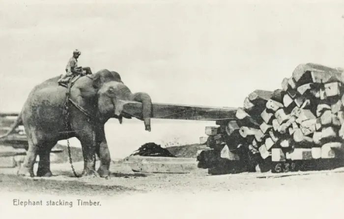 Framed Print : Elephant shifting large pieces of timber Framed Print : Elephant shifting large pieces of timber
