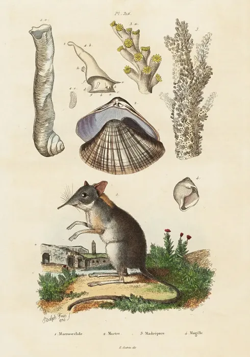 Framed Print : Elephant shrew, clam and corals