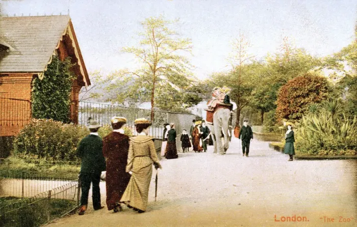 Framed Print : An elephant taking people for a ride at London Zoo Framed Print : An elephant taking people for a ride at London Zoo