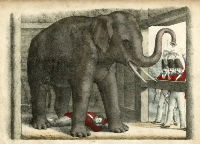 Framed Print : Elephant / Trooper C1845 Framed Print : Elephant / Trooper C1845