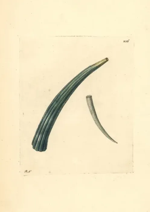 Framed Print : Elephant tusk, Dentalium elephantinum Framed Print : Elephant tusk, Dentalium elephantinum