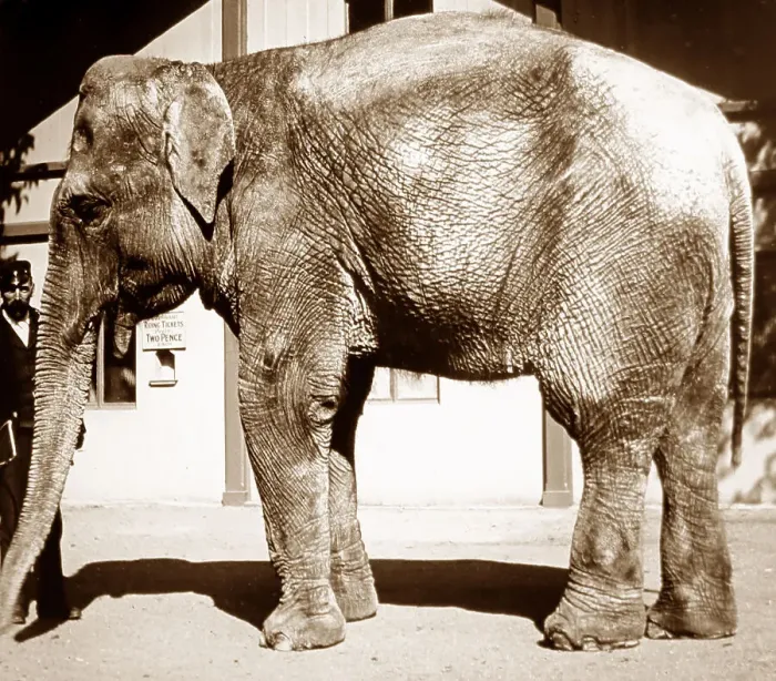 Framed Print : Elephant at a Zoo Framed Print : Elephant at a Zoo