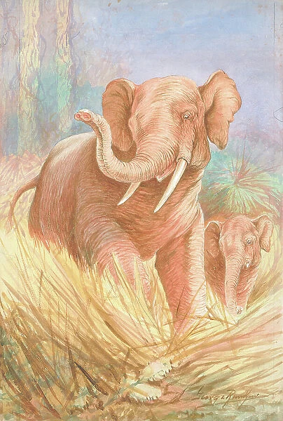 Elephants by George Rankin