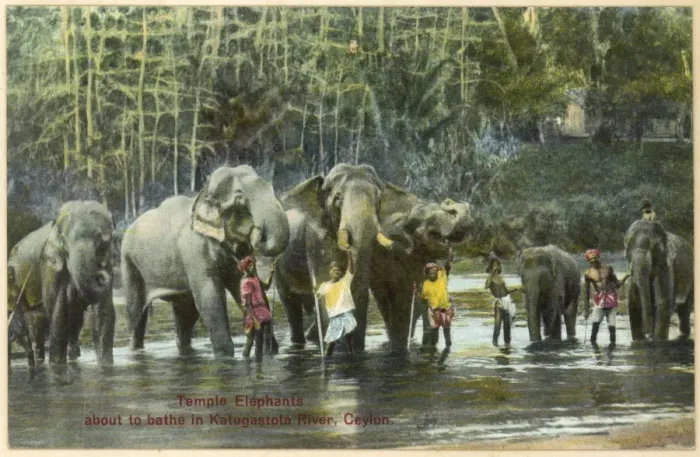 Framed Print : Elephants / Bathing 1930S Framed Print : Elephants / Bathing 1930S